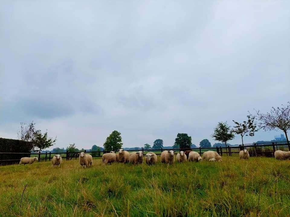 De Beredoezen - Sfeervolle Vakantiewoning In De Gezellige Kempen Retie Zewnętrze zdjęcie